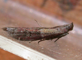 Ephestiodes infimella
